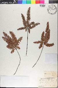 Adiantum patens image