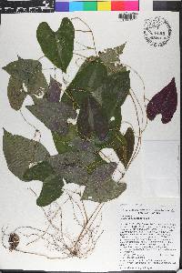 Dioscorea dodecaneura image