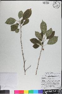 Colubrina elliptica image