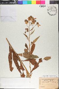 Verbesina alternifolia image
