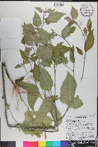 Solanum americanum image