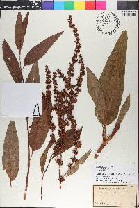 Rumex orbiculatus image