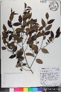 Ilex macfadyenii image