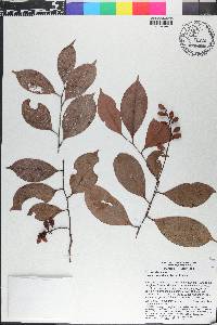 Angelesia splendens image