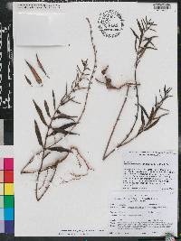 Hedyotis tenelliflora image
