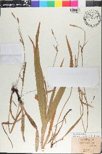 Carex plantaginea image