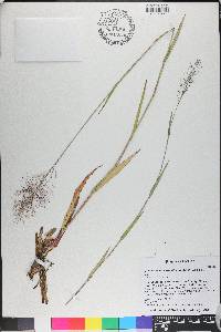 Dichanthelium erectifolium image