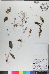 Cuscuta gronovii image