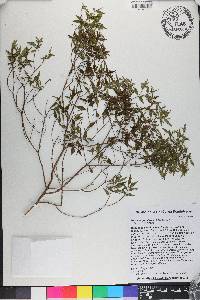 Miconia gracilifolia image