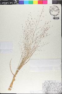 Eragrostis trichodes image