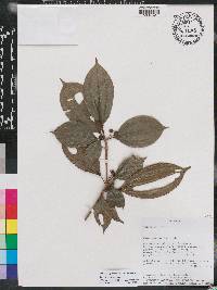 Blakea punctulata image