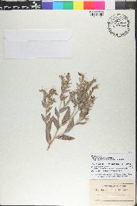 Lithospermum parviflorum image