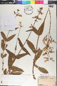 Penstemon hirsutus image