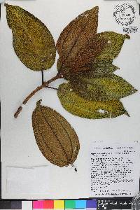 Miconia howardiana image