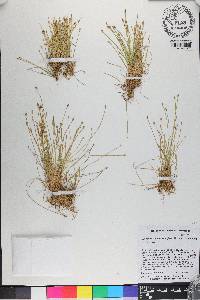 Eleocharis flavescens var. flavescens image