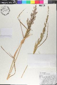 Agrostis capillaris image