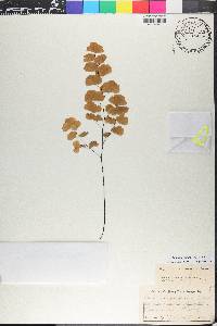 Adiantum braunii image