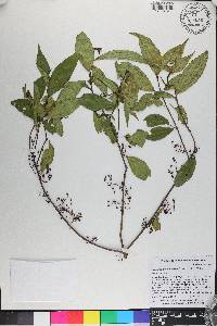Miconia acuminoides image
