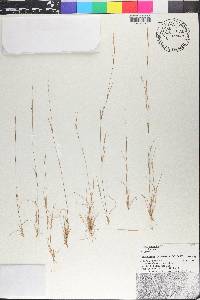 Aristida longespica image