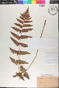 Dryopteris × boottii image