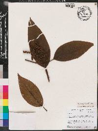 Miconia lacera image