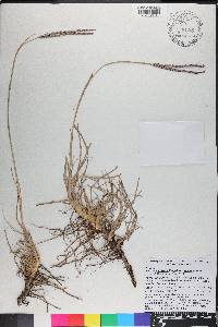 Paspalum notatum var. saurae image