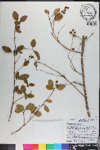 Ligustrum sinense image