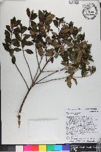Miconia desportesii image