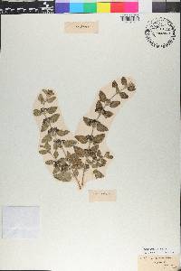 Lippia graveolens image