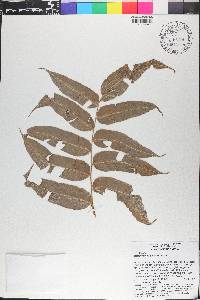 Stenochlaena palustris image