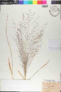 Eragrostis trichodes image