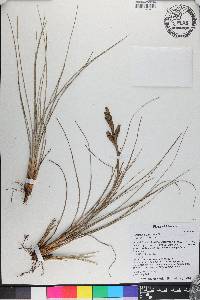 Tillandsia bartramii image