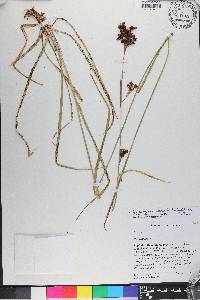 Rhynchospora odorata image