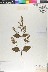 Scutellaria incana image