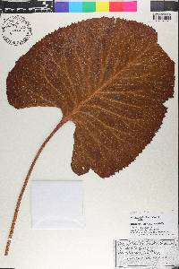 Silphium terebinthinaceum image