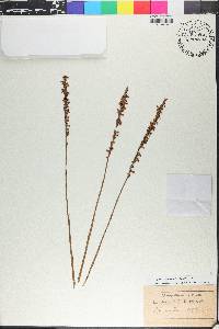 Spiranthes lucida image