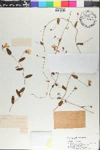 Stylisma humistrata image