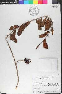 Marcgravia domingensis image