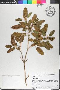 Croton azuensis image
