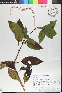 Phytolacca rivinoides image