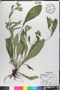 Lithospermum caroliniense image