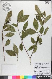 Cornus foemina image