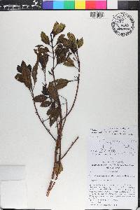 Miconia antillana image