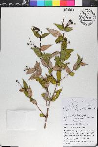 Miconia crotonifolia image