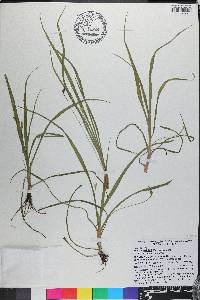 Hypoxis wrightii image