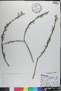 Salix caroliniana image