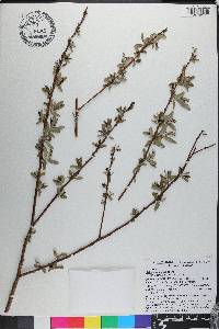 Salix caroliniana image