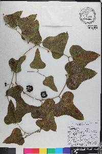 Smilax bona-nox image