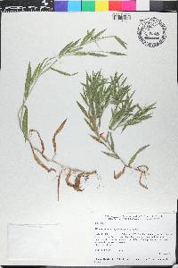 Dichanthelium scoparium image