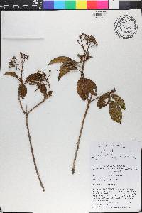 Miconia ferruginea image